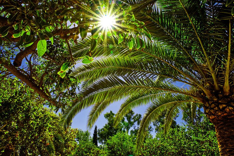 Palm tree and green leaves with sunbeams and blue sky. by Edith van Aken