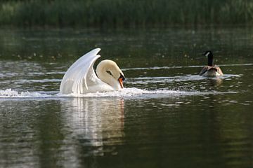 Höckerschwan von John Kerkhofs