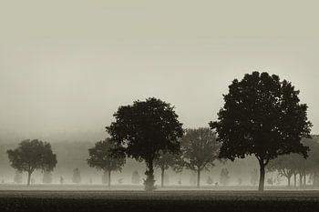 Cyclist in the fog
