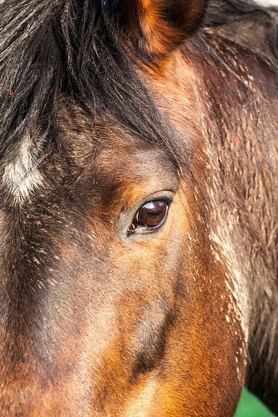 Paardenhoofd van Marcel Derweduwen