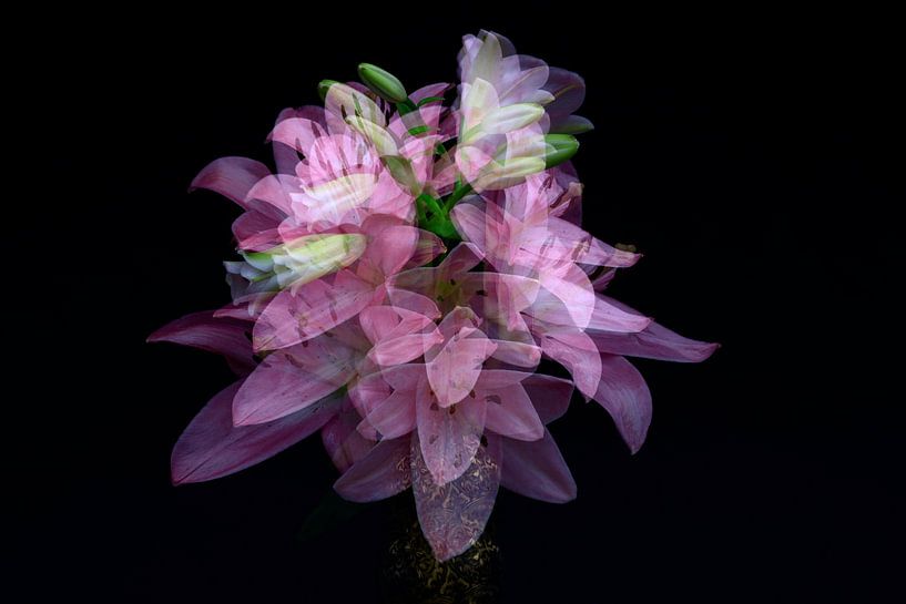 Prächtige Lilie von Thomas Jäger