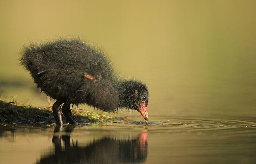 Waterhoentje in ochtendlicht by Michel de Beer