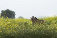 Utrechtse Heuvelrug-wilde paarden bij Palmerswaard 01