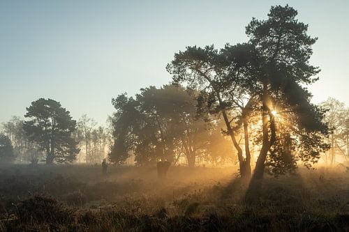 zonlicht in de bomen