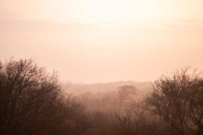 Le lever du soleil donne un éclat chaleureux à la brume de Meijendel. par Bas Ronteltap