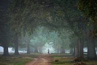 Lonely cyclist by Jeroen Lagerwerf thumbnail