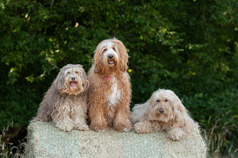 trois labradoodles, labradoodle, photographie de chien par M. B. fotografie
