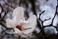 Magnolia in bloom