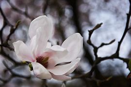 Blühende Magnolie von Olga Ilina