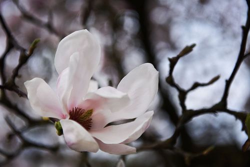 Magnolia in bloom by Olga Ilina