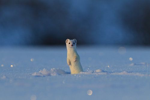 Hermelijn (Mustela erminea) in de winter Duitsland