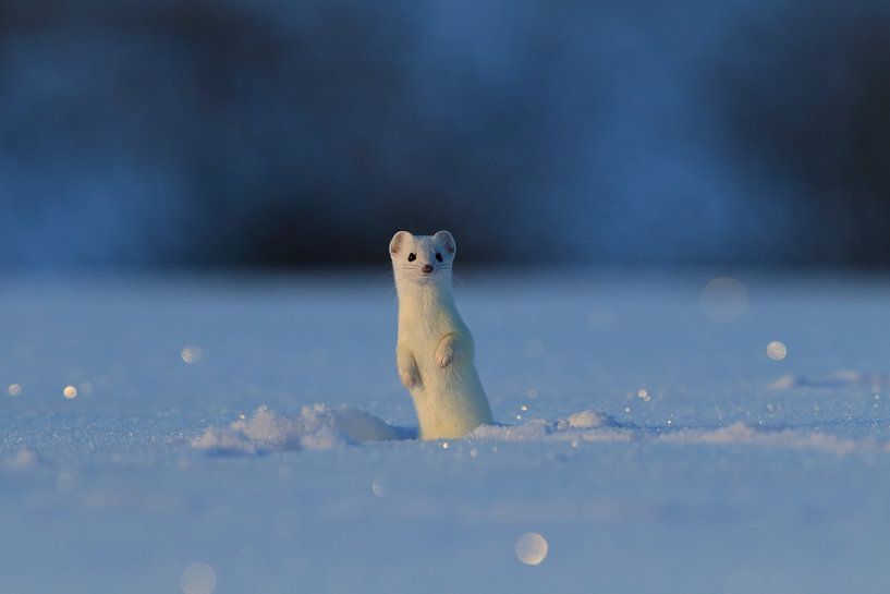 Ermine (Mustela erminea) in winter Germany by Frank Fichtmüller