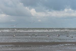 Meer und Möwen