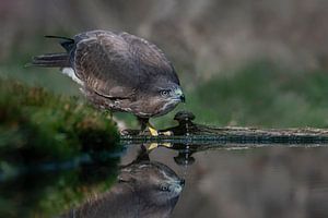 Trinkender Bussard.