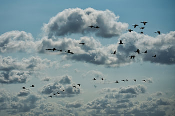 Gemeinsam im Wind – Gänse im Flug