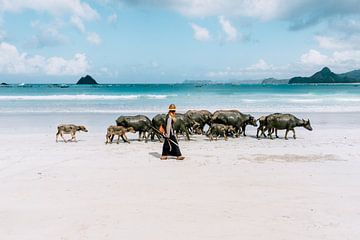 Boer met runderen op tropisch strand in Indonesië van Expeditie Aardbol