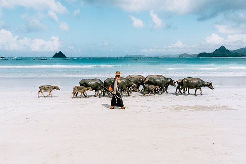 Boer met koeien op tropisch strand in Lombok | Indonesië | Reisfoto