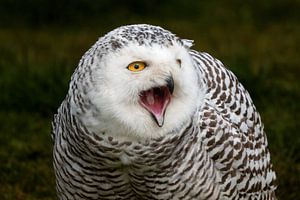 Schneeeule mit geöffnetem Schnabel in Nahaufnahme