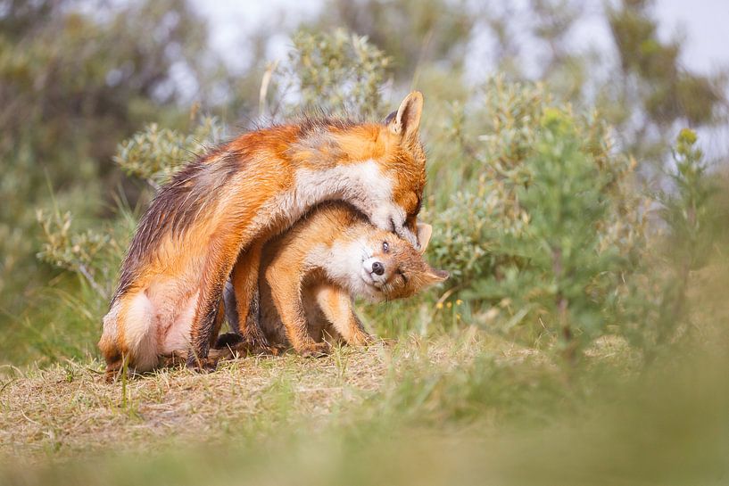 red fox with cub by Pim Leijen