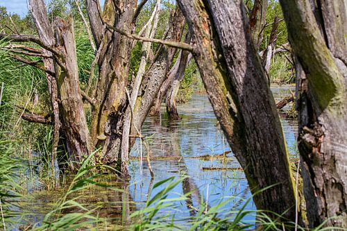 Moeras in de Oostvaardersplassen in Flevoland