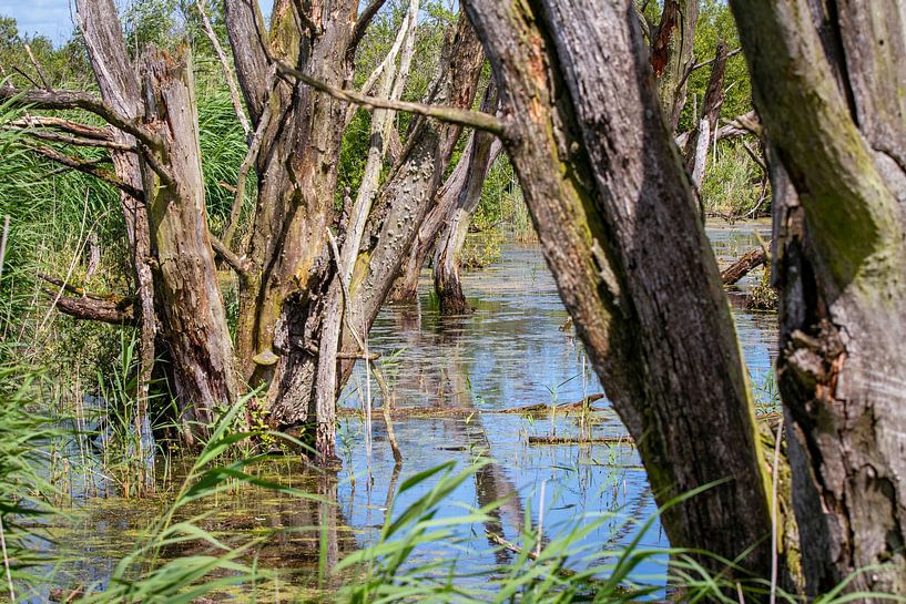 Swamp in the Oostvaardersplassen in Flevoland by Evelien Oerlemans