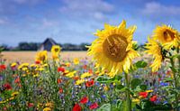 Zonnebloem.