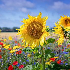 Sunflower. by Justin Sinner Pictures ( Fotograaf op Texel)