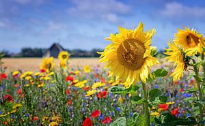Sonnenblume.