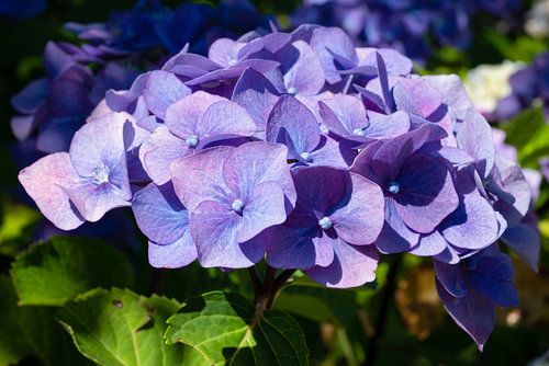 Gartenhortensien (Hydrangea macrophylla)