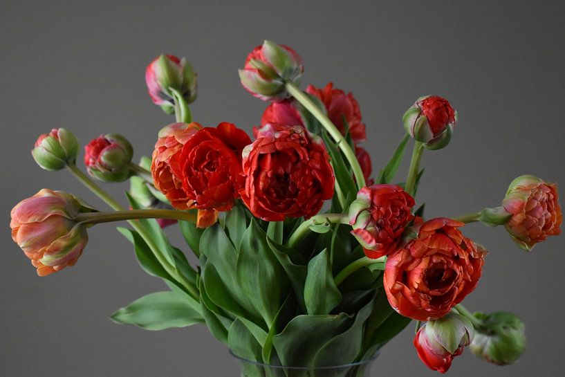 Boeket rode tulpen op de vaas van Arjan van der Veer