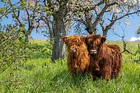 Schots hoogland vee (aquarelstijl)