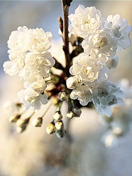 Beeldige Bloesem | Een prachtige tak met witte bloesem van Wil Vervenne