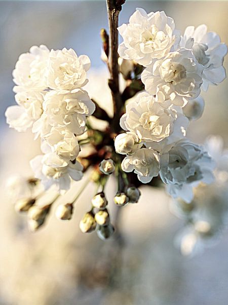 Sculptural Blossom | Ein schöner Zweig mit weißer Blüte von Wil Vervenne