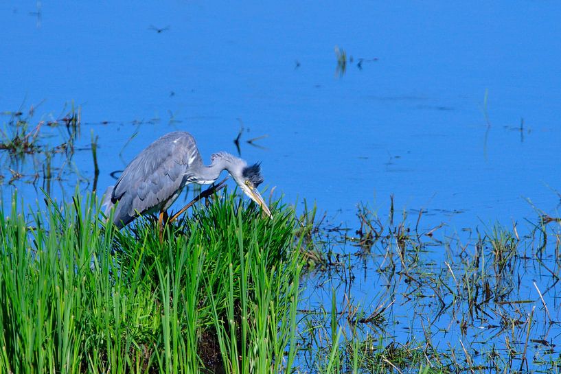 Grey Heron by Karin Jähne