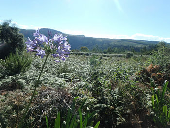 Bloem met landschap