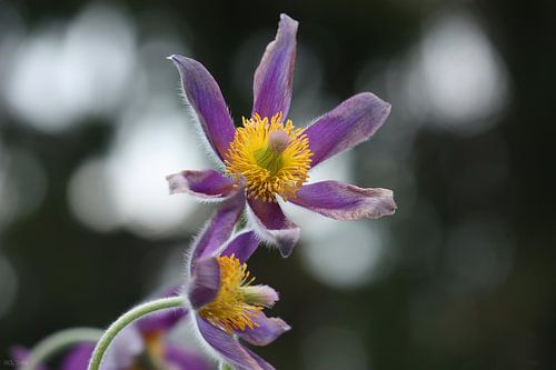 lente! ... wildemanskruid II