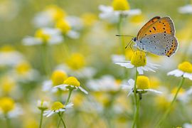 Grote vuurvlinder in veld met margrieten by Fokko Erhart
