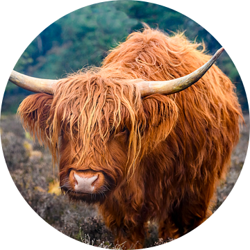 Schotse Hooglander close up portret