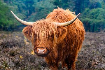 Portrait eines schottischen Hochlandviehs von Sjoerd van der Wal