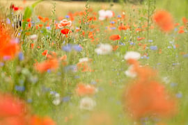 Ein herrlich sommerliches Bild eines Feldes voller Mohnblumen von Theo Felten