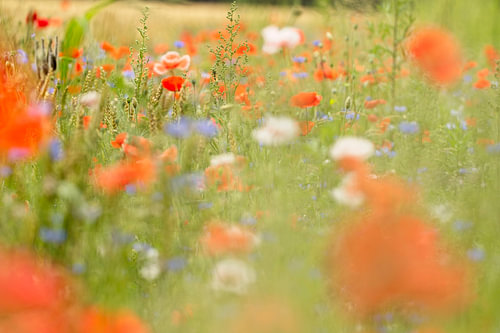 Ein herrlich sommerliches Bild eines Feldes voller Mohnblumen