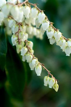 Lelietjes van dalen, witte botanische bloemen kunst | fine art fotografie