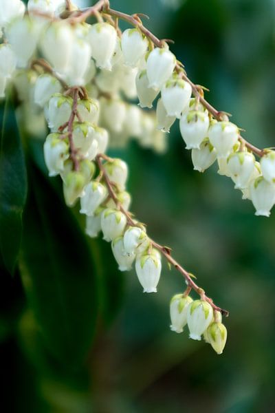 Muguet, fleurs botaniques blanches art | photographie d'art par Karijn | Fine art Natuur en Reis Fotografie