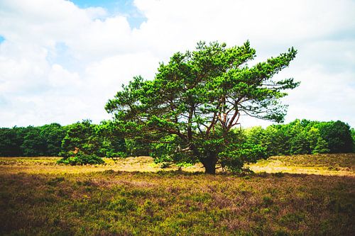 Style my Home series by Liberty Ragazza Biesma