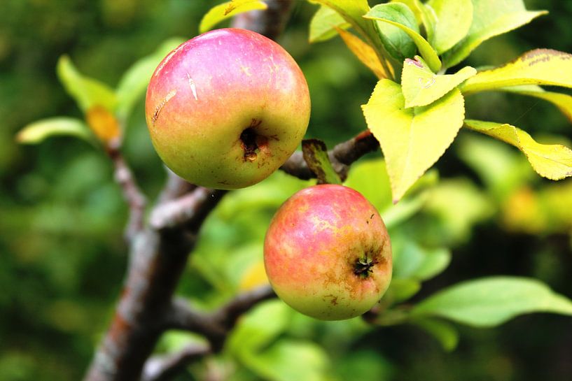 De oude appelboom van Yria Meijer