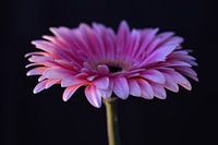 Simplicity in full colour