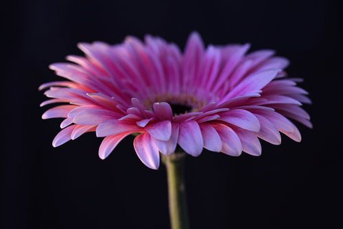 Eenvoud in volle kleur