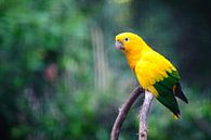 Yellow arara by Sjoerd Mouissie thumbnail