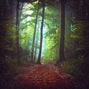 Wald bei Nebel von Dirk Wüstenhagen Miniaturansicht