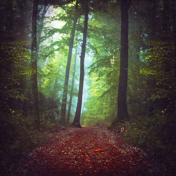 Wald bei Nebel von Dirk Wüstenhagen